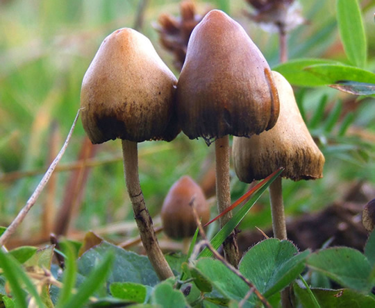 Magic Mushrooms: How They Affect the Brain’s Emotion Centres