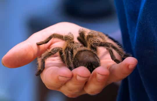 Arachnophobia: How To Overcome A Fear Of Spiders