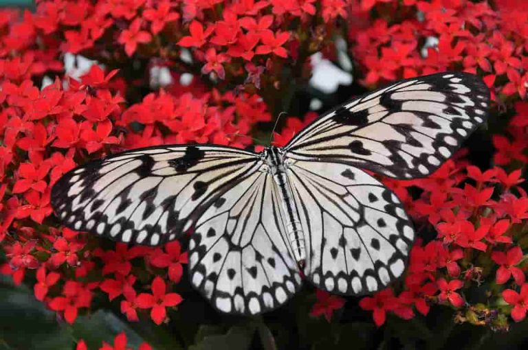 One Free Activity That Instantly Reduces Anxiety & Saves Butterflies (M)