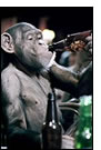 Chimpanzee Drinking Beer