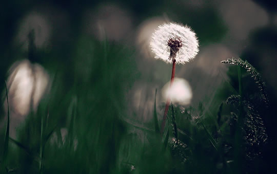 Even 24,576 Measurements Couldnâ€™t Prove Plants Have Souls post image