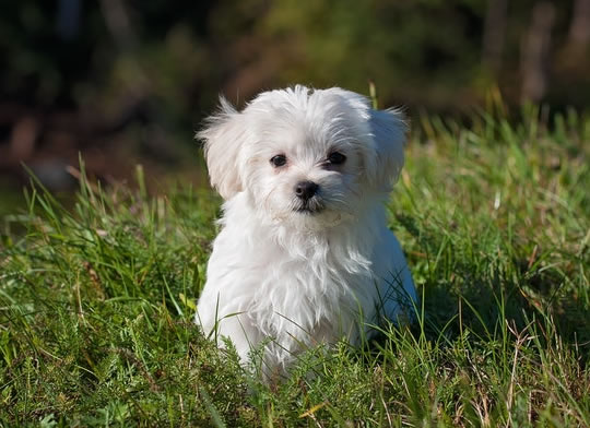 Petting Cats Or Dogs Reduces Stress Hormone (M)