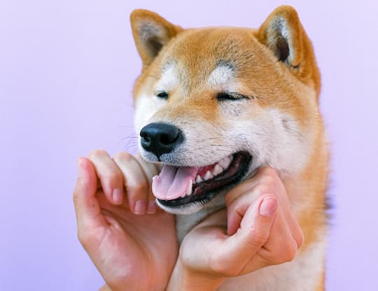 Petting Dogs Is More Effective Than Stress Management Classes (M)