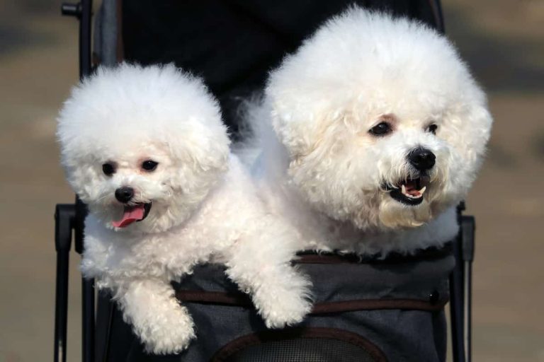 Why Dogs Are Replacing Children In Modern Families (M)