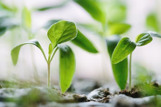 The Mental Health Benefits Of Gardening (M)