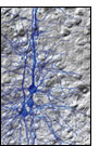 Neocortical Column