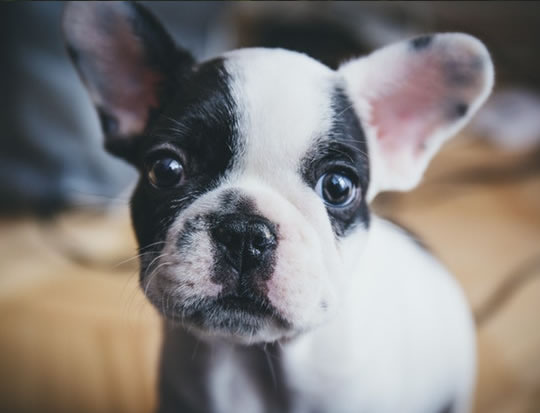 How Puppies Could Save Your Relationship post image