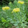 herbs for depression