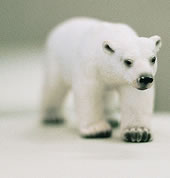 white_bear2